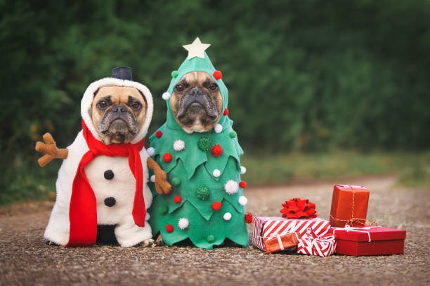 Dogs in Christmas costumes. Two French Bulldogs dresses up as funny Christmas tree and snowman with red gift boxes Dogs in Christmas costumes. Two French Bulldogs dresses up as funny Christmas tree and snowman with red gift boxes dog christmas stock pictures, royalty-free photos & images