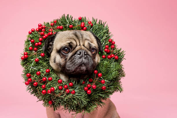 Cute Tan Coloured Pug Wearing a Christmas Wreath Cute studio portrait of a tan coloured, grumpy Pug wearing a Christmas wreath around his neck. Photographed against a pink background, horizontal  format with some copy space. dog christmas wreath stock pictures, royalty-free photos & images