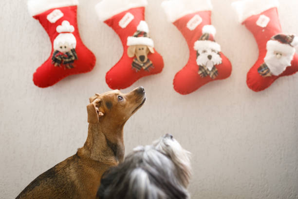 Two dogs looking to christmas stocking socks Family celebrating christmas. dog christmas stocking stock pictures, royalty-free photos & images
