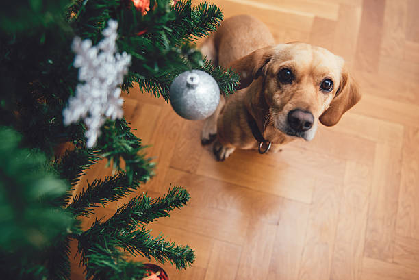 Dog sitting by the christmas tree Dog sitting by the christmas tree on wood floor looking at camera dog christmas ornament stock pictures, royalty-free photos & images