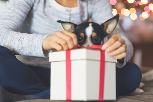 A cute dog watches while his owner opens a Christmas present by the tree A young woman opens a Christmas present while her adorable little dog sits in her lap and watches her open. The gift is in the foreground. There lights flickering on the tree in the background. dog christmas present stock pictures, royalty-free photos & images