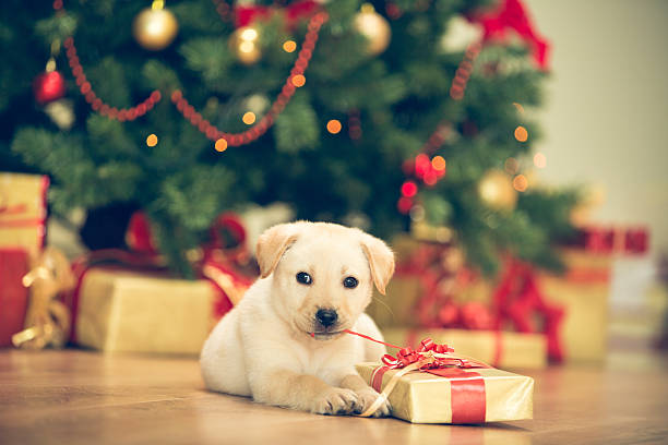 Cute puppy celebrating Christmas Cute little dog, labrador retriever on the floor in front of the Christmas tree. dog christmas present stock pictures, royalty-free photos & images