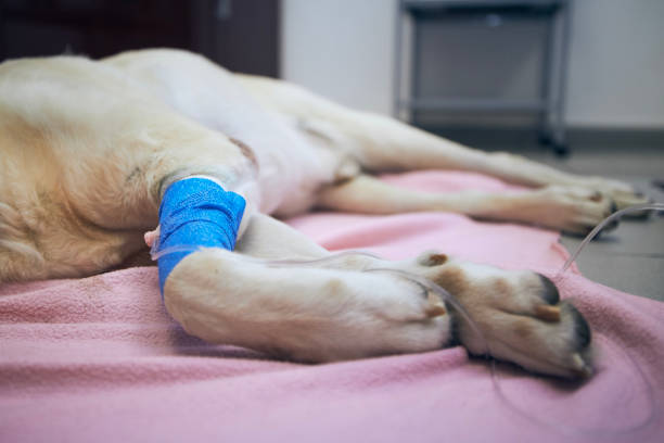 Paws of illness dog during treatment in animal hospital