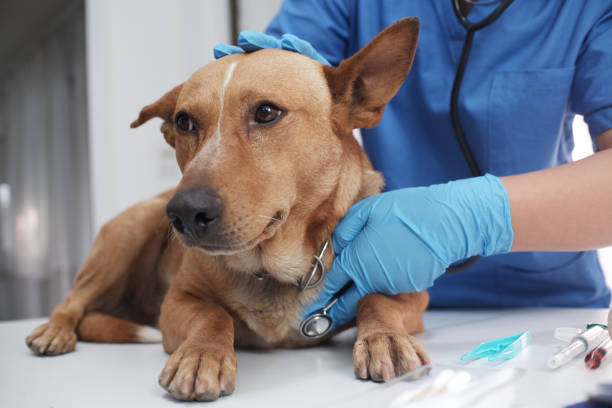 The veterinarian doctor treating, checking on dog at vet clinic The veterinarian doctor treating, checking on dog at vet clinic. dog vet stock pictures, royalty-free photos & images