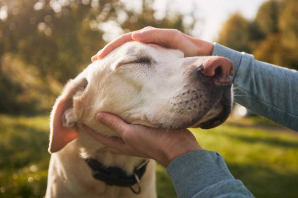 Man stroking his old dog Man stroking his old dog. Loyal labrador retriever enjoying autumn sunny say with his owner. dog with owner stock pictures, royalty-free photos & images