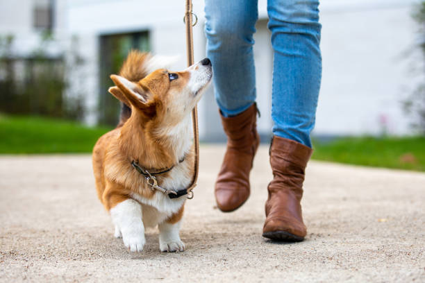 dog training: corgi puppy on a leash from a woman dog training: corgi puppy on a leash from a woman dog with owner stock pictures, royalty-free photos & images