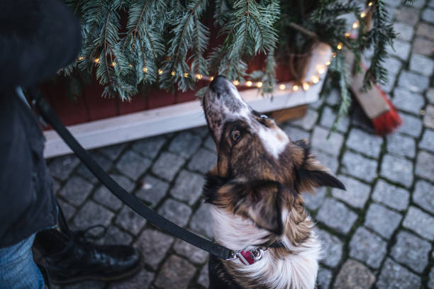 Dog with different colored eyes waiting for treats Dog with different colored eyes waiting for treats on a city street dog christmas market stock pictures, royalty-free photos & images