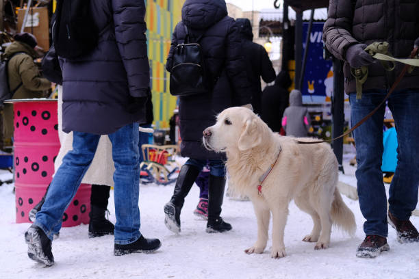 A light labrador is walking in the snow among people. No faces, New Year's fair A light labrador is walking in the snow among people. No faces, New Year's fair. dog winter market stock pictures, royalty-free photos & images