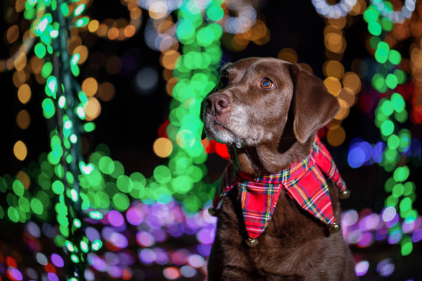 Christmas Dog Labrador Retriever dressed in Christmas Theme with lights in the background. Taken in Lafarge Lake, Coquitlam, Vancouver, BC, Canada. dog christmas lights outside stock pictures, royalty-free photos & images