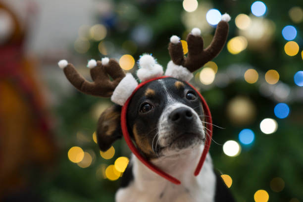 Reindeer Puppy Portrait of a cute little pet puppy dog wearing costume reindeer antlers in front of a bright bokeh Christmas tree for the holiday. dog christmas lights outside stock pictures, royalty-free photos & images