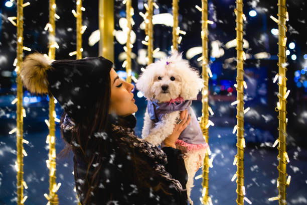Woman with dog enjoying New Year eve Attractive young brunette woman enjoying in New Year eve outdoor. She holding her adorable Maltese dog. dog winter market stock pictures, royalty-free photos & images