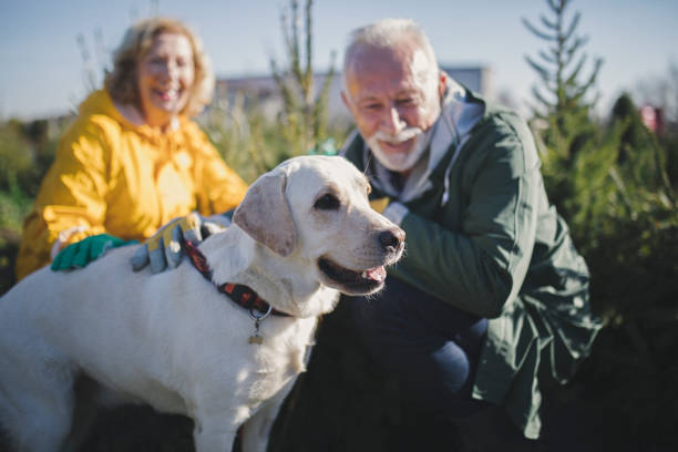 Our small evergreen nursery and christmas tree farm Senior couple working at evergreen nursery dog christmas store stock pictures, royalty-free photos & images