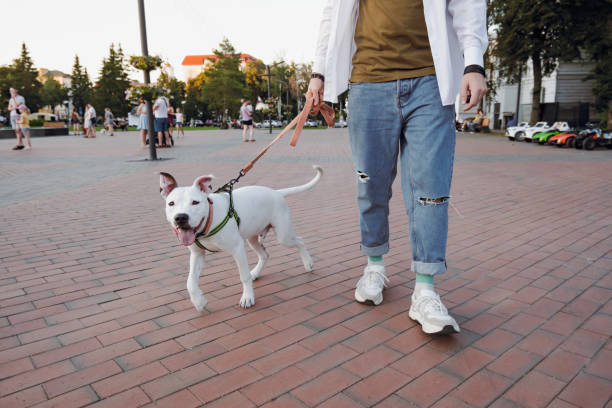 Socializing a young staffordshire terrier dog, walking with puppy downtown. Socializing a young staffordshire terrier dog, walking with puppy downtown. Amstaff on the leash with the owner walking at a town square dog walk city stock pictures, royalty-free photos & images