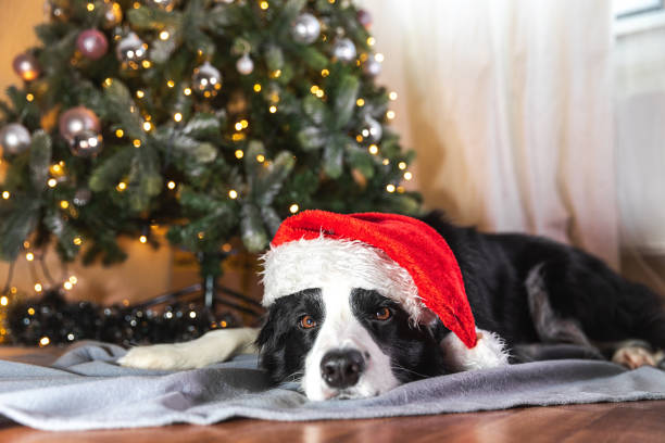 Funny cute puppy dog border collie wearing Christmas costume red Santa Claus hat lying down near Christmas tree at home indoor. Preparation for holiday. Happy Merry Christmas concept. Funny cute puppy dog border collie wearing Christmas costume red Santa Claus hat lying down near Christmas tree at home indoor. Preparation for holiday. Happy Merry Christmas concept dog christmas saftey stock pictures, royalty-free photos & images