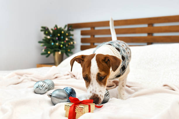 Funny Jack Russell Terrier wearing festive sweater, sniffs christmas gift in decorated Christmas room. Pets in xmas and new year. Wintertime mood. Funny Jack Russell Terrier wearing festive sweater, sniffs christmas gift in decorated Christmas room. Pets in xmas and new year. Wintertime mood. dog christmas saftey stock pictures, royalty-free photos & images
