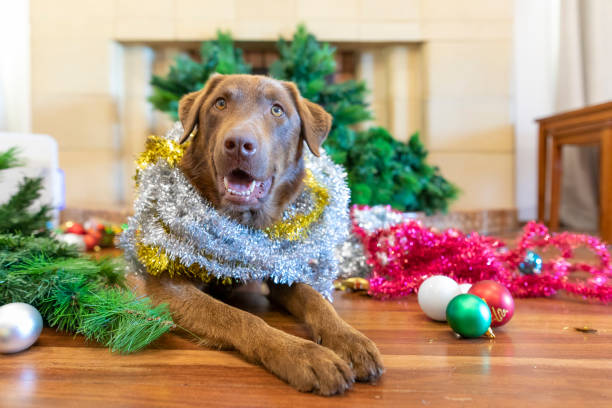 Happy Dog Surrounded by a Destroyed Christmas Tree in the Living Room Happy Dog Surrounded by a Destroyed Christmas Tree in the Living Room dog christmas plant stock pictures, royalty-free photos & images