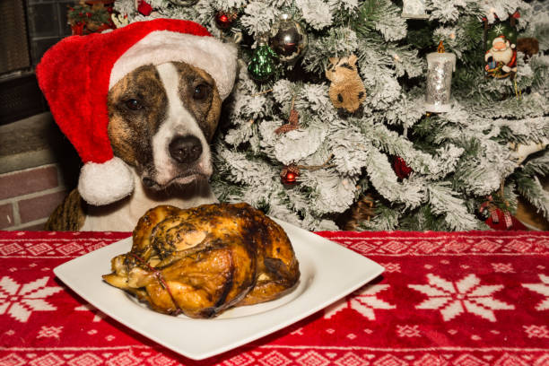 A cute dog begging for the holiday dinner. An American Staffordshire Bull Terrier begging for dinner by the Christmas tree. dog christmas dinner stock pictures, royalty-free photos & images