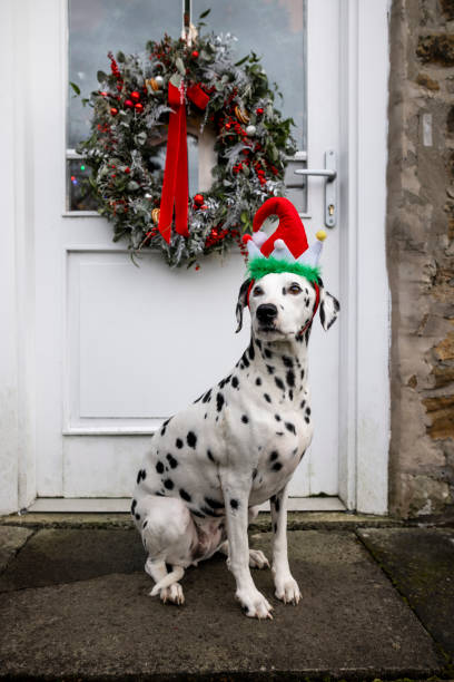 A Festive Welcome A portrait shot of a Dalmatian dog wearing a Christmas Elf hat outside the front door to her house. dog christmas guests at the door stock pictures, royalty-free photos & images