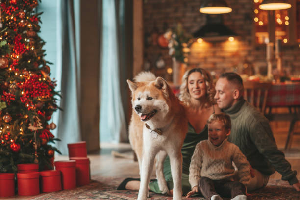 Candid authentic happy family during wintertime together enjoying holidays with dog at Xmas Portrait of happy family in knitted beige sweaters waiting Santa indoor with Akita Inu. Smiling parents hugs and kisses his little son eve 25 December celebrates xmas with garlands lights Noel tree dog christmas guests at the door stock pictures, royalty-free photos & images