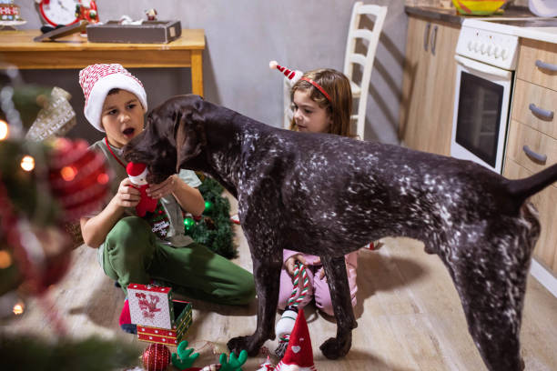 Don't eat your Christmas present Cute siblings are giving their dog his Christmas present dog christmas guests at the door stock pictures, royalty-free photos & images
