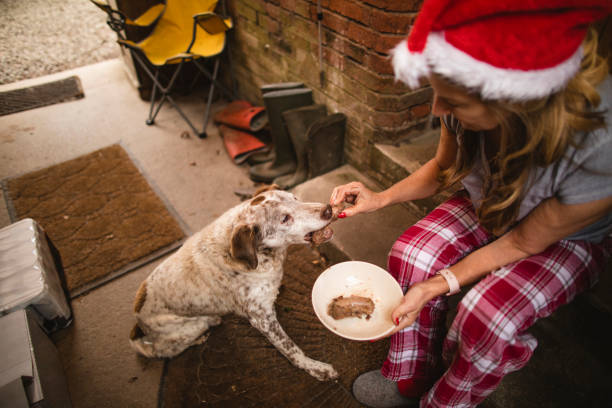 Feeding Dog at Christmas A high-angle view of a woman sitting on a door step feeding her dog a treat at Christmas, she is wearing a Santa's hat. dog christmas guests at the door stock pictures, royalty-free photos & images