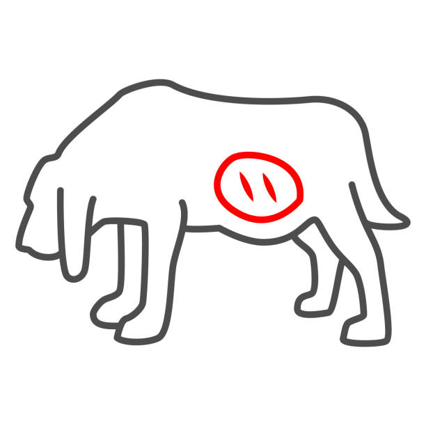 Volvulus of stomach in dog thin line icon, Diseases of pets concept, pet with gastritis sign on white background, stomach disease in dog icon in outline style for mobile and web. Vector graphics. Volvulus of stomach in dog thin line icon, Diseases of pets concept, pet with gastritis sign on white background, stomach disease in dog icon in outline style for mobile and web. Vector graphics dog gastritis stock illustrations