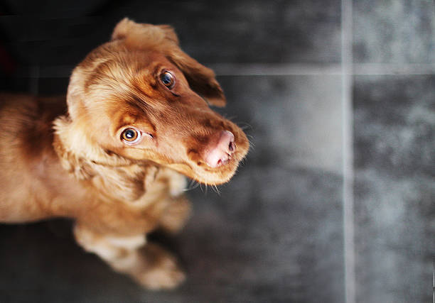 Cinnamon Cocker Cocker Spaniel cinnamon, Milú. dog cinnamon stock pictures, royalty-free photos & images