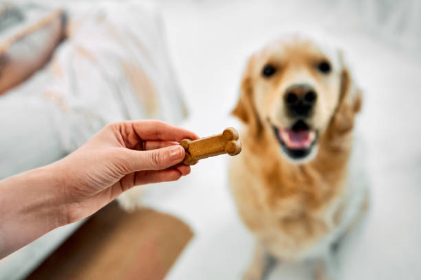 Training of dog. Close up of pet keeper holding treats over blurred background of adorable golden retriever. Excited fluffy dog waiting for favorite snack while executing sit command. cinnamon dog treat stock pictures, royalty-free photos & images