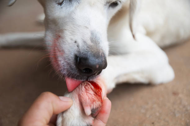 dog injured Wound on paw dog injured Wound on paw dog vet wound  stock pictures, royalty-free photos & images
