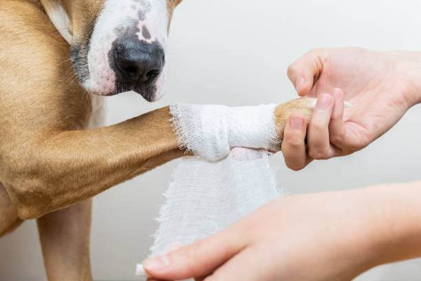 Medical treatment of pet concept: bandaging a dog's paw Hands applying bandage on a wounded body part of a dog, close-up shot dog vet wound  stock pictures, royalty-free photos & images