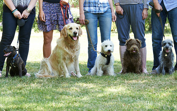 Group Of Dogs With Owners At Obedience Class Group Of Dogs With Owners At Obedience Class dog supervision  stock pictures, royalty-free photos & images