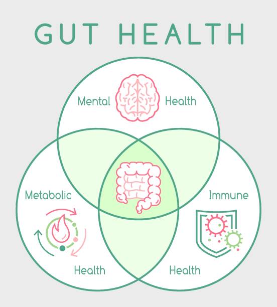 Why gut health matters. Vertical poster. Medical infographic. Why gut health matters. Vertical poster. Medical infographic. Digestion is important. Stomach function. Editable vector illustration in modern outline style. Healthcare and scientific concept microbiome gut stock illustrations