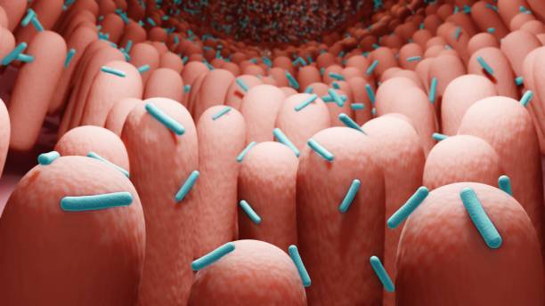 Gut bacteria, Probiotics Gut microbiome helps control intestinal digestion, Probiotics are beneficial bacteria helping the growth of healthy gut flora microbiome gut stock pictures, royalty-free photos & images