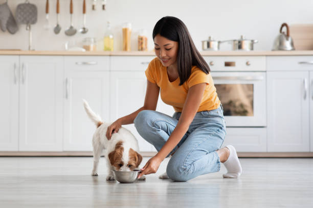 Loving korean lady petting her dog while feeding it Loving pretty korean lady in casual petting her fluffy dog jack russel terrier while feeding it, cozy kitchen interior, panorama, copy space. Healthy nutritive full of vitamins and minerals dog food dog eat stock pictures, royalty-free photos & images