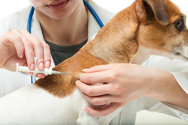 Microchip implant. Veterinary clinic procedure. White background. Studio shot dog vaccine stock pictures, royalty-free photos & images