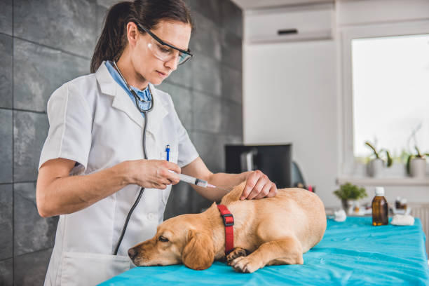 Veterinarian giving a dog a vaccine shot Veterinarian female doctor giving a dog a vaccine shot dog vaccine stock pictures, royalty-free photos & images