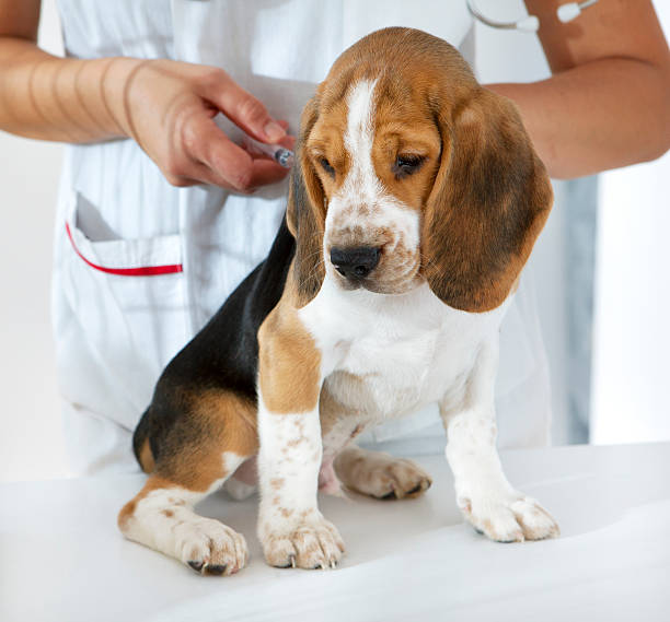Beagle Puppy Receiving Vaccine at doctor's office Portrait of an cute Beagle Puppy Receiving Vaccine at doctor's office dog vaccine stock pictures, royalty-free photos & images