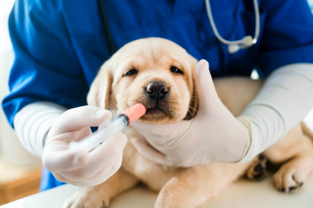 Puppy at veterinarian office Puppy at veterinarian office, taking medicaments dog vaccine stock pictures, royalty-free photos & images