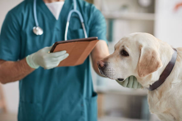 Vet Doctor Examining Labrador Dog Cropped portrait of unrecognizable male veterinarian examining white Labrador dog at vet clinic, copy space dog vaccine stock pictures, royalty-free photos & images