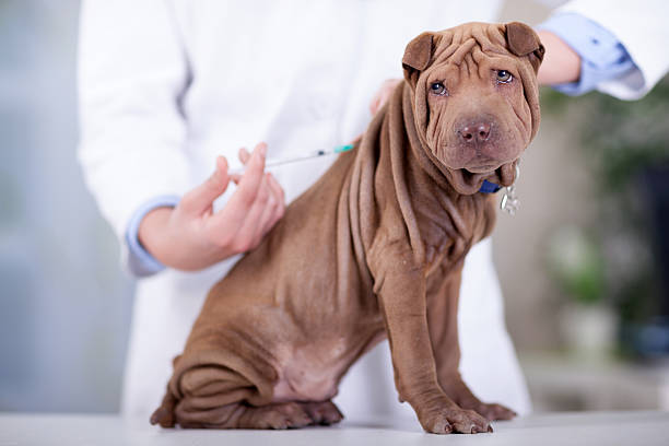 veterinary surgeon is giving the vaccine to the dog Shar-Pei veterinary  is giving the vaccine to the puppy dog Shar-Pei dog vaccine stock pictures, royalty-free photos & images
