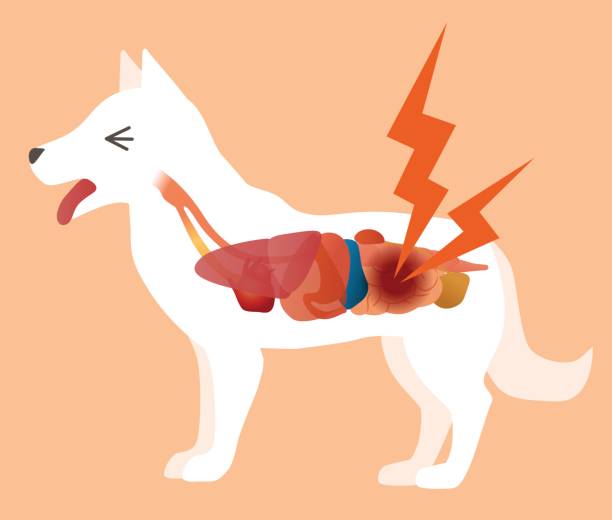 dog's organ and intestines disease, vector illustration dog's organ and intestines disease, vector illustration dog intestinal blockage stock illustrations