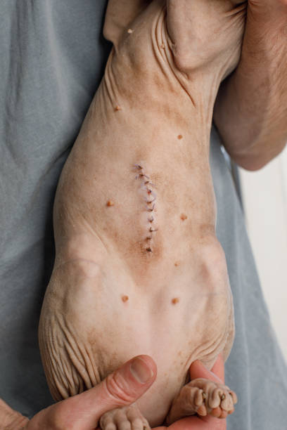 Vet holding cat with suture scar after neutering surgery Vet holding cat with suture scar after neutering surgery dog intestinal blockage stock pictures, royalty-free photos & images