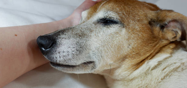 close-up portrait of a cute old dog close-up portrait of a cute old dog dog intestinal blockage stock pictures, royalty-free photos & images