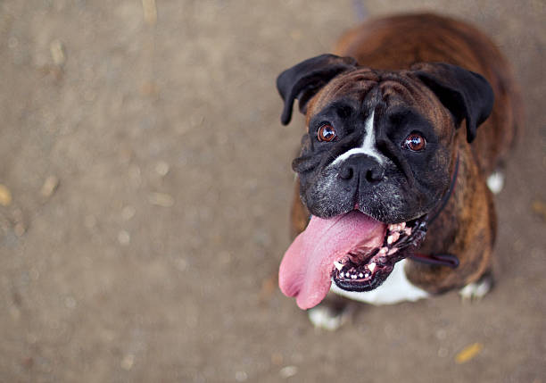 Boxer dog Funny smiling boxer dog looking into the camera dog breath stock pictures, royalty-free photos & images