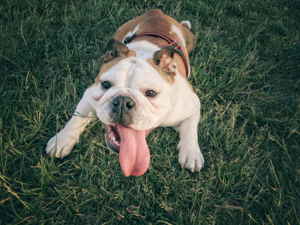 young female English bulldog cools down on the grass young female English bulldog cools down on the grass dog breath stock pictures, royalty-free photos & images