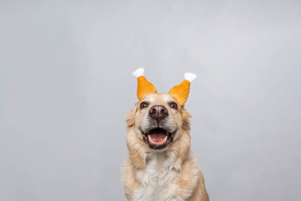 Golden Yellow Dog On White Background Wearing Thanksgiving Turkey Leg Drumstick Hat Golden Yellow Dog Smiling On White Background Wearing Thanksgiving Turkey Leg Drumstick Hat dog chicken stock pictures, royalty-free photos & images
