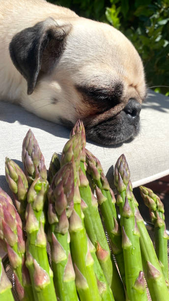 Homemade dog food. Fruits and vegetables suitable for dogs. Dogs and vegetables. Dogs can eat asparagus. Homemade dog food. Fruits and vegetables suitable for dogs. Dogs and vegetables. Dogs can eat asparagus. dog asparagus stock pictures, royalty-free photos & images