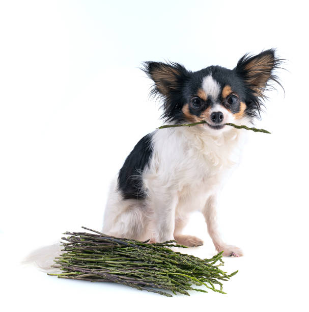 Chihuahua holding an asparagus in its mouth Chihuahua holding an asparagus in its mouth on a white background dog asparagus stock pictures, royalty-free photos & images