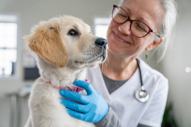 Puppy on a Veterinarian's Lap A young Golden Retriever puppy sits on a female Veterinarian's lap as she works through a routine check-up with the dog.  The Veterinarian is wearing white scrubs and blue medical gloves as she holds he puppy tightly and reassures him. dog veterinarian stock pictures, royalty-free photos & images