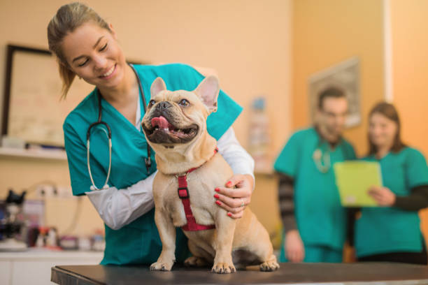 Young French Bulldog on the visit to the vet. Young French Bulldog on the visit to the vet. dog veterinarian stock pictures, royalty-free photos & images